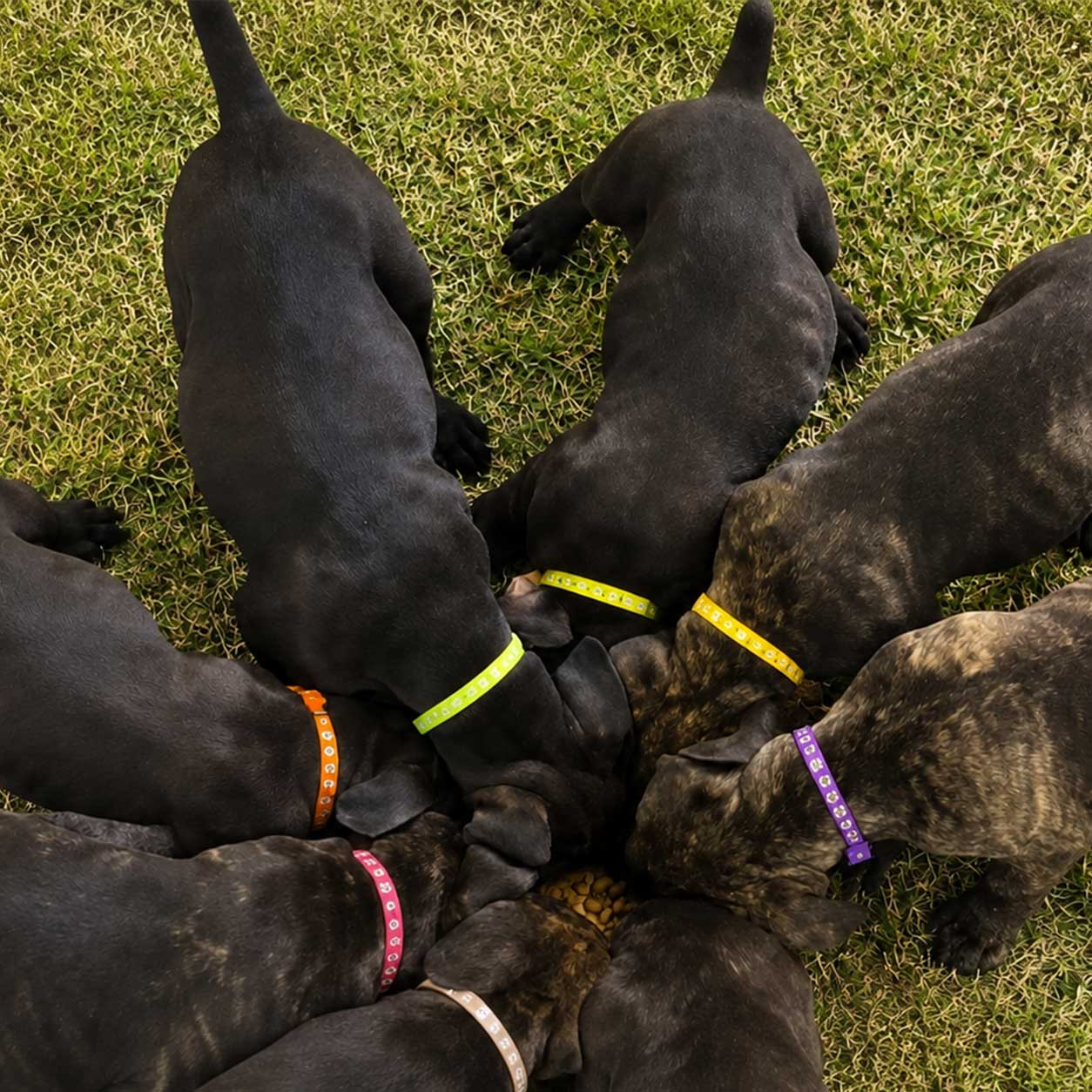 4C Kennels Cane corso Puppies